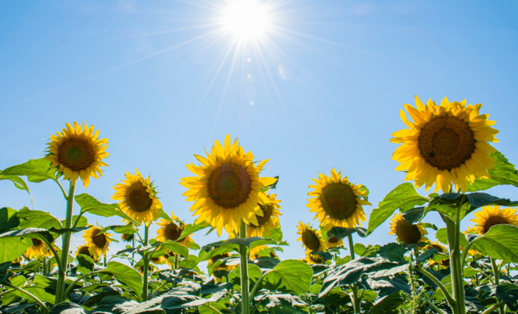 We're Growing! Richard Riley and Associates Welcomes Nutshell Accounts